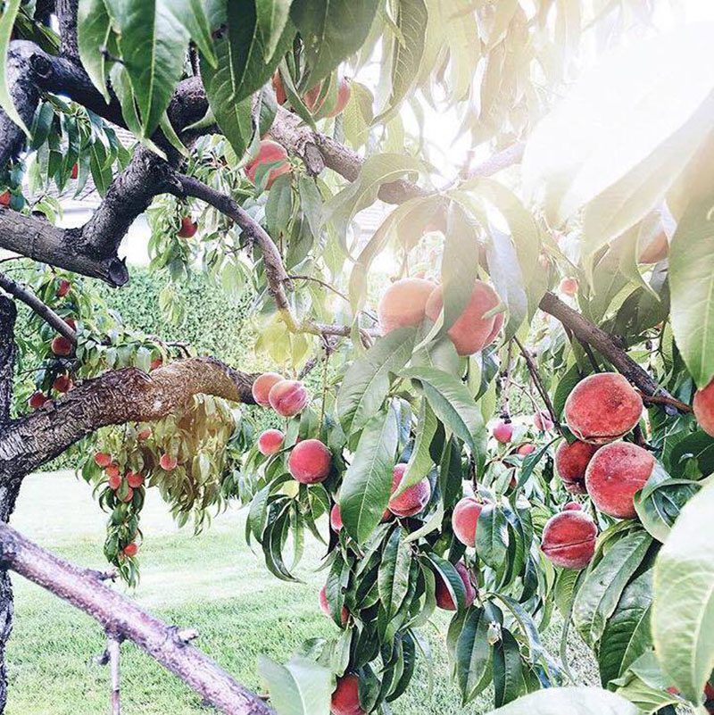 Jillian Harris - Earth Day-4