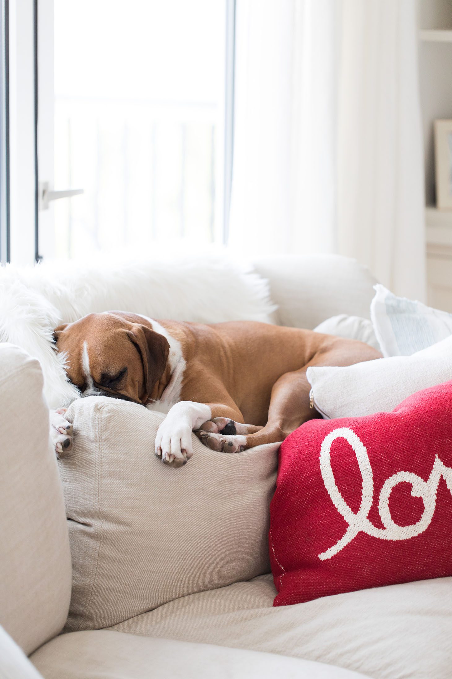 Jillian Harris Gift Guide for Pets