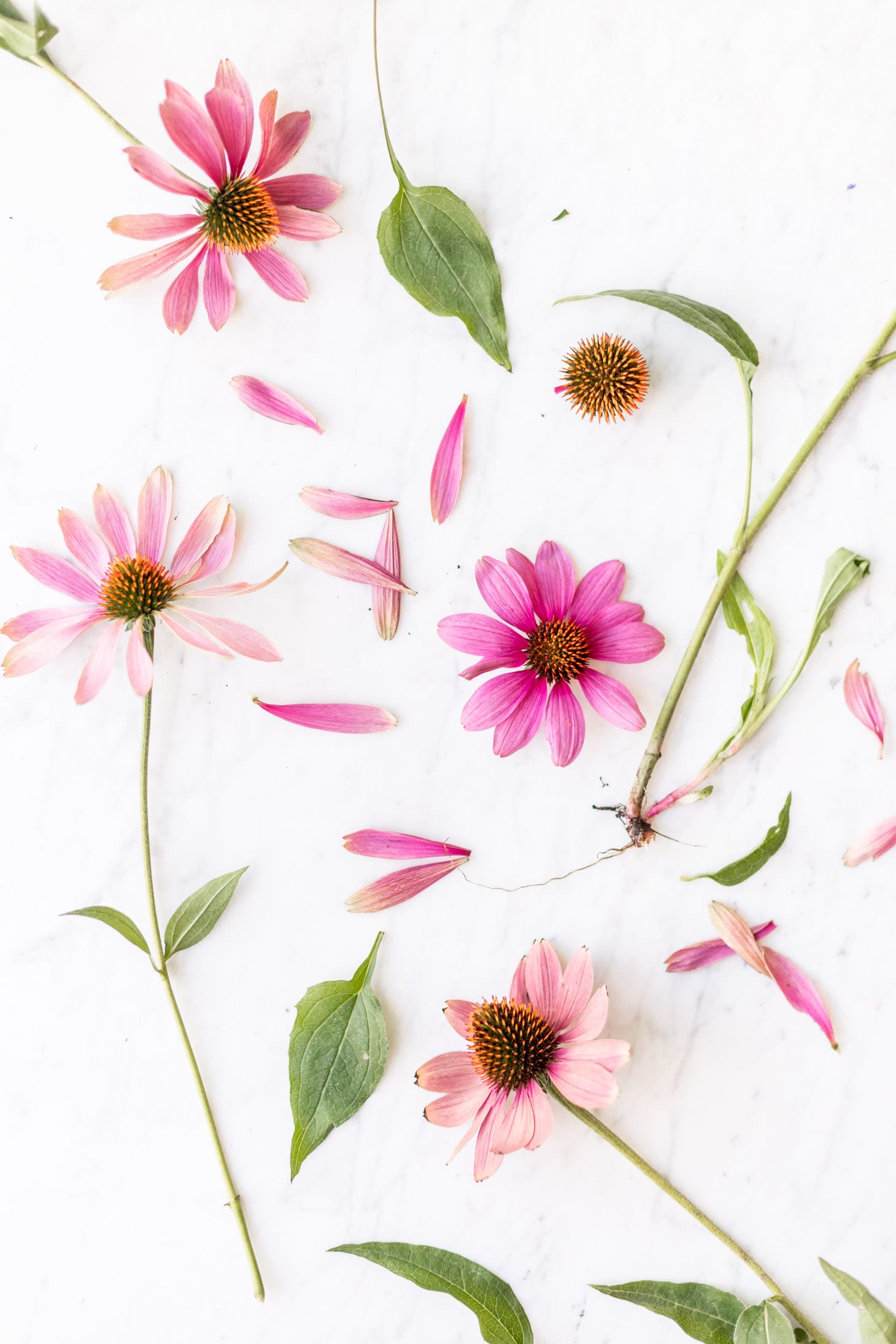 Jillian Harris My Homemade Echinacea Tincture