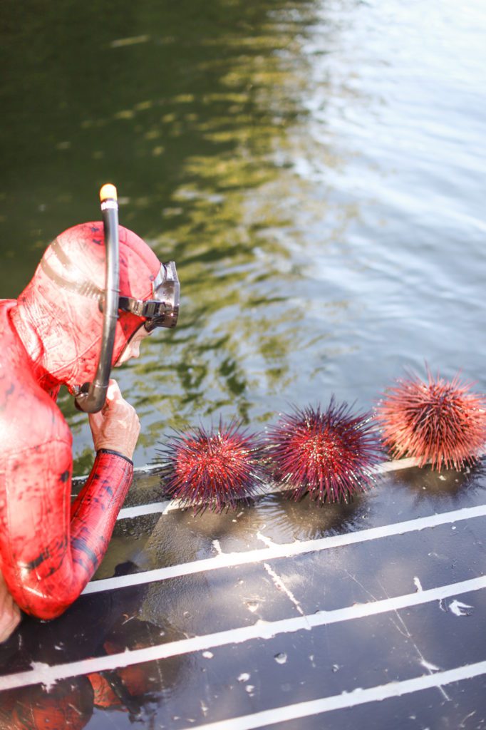 Sea Urchins 