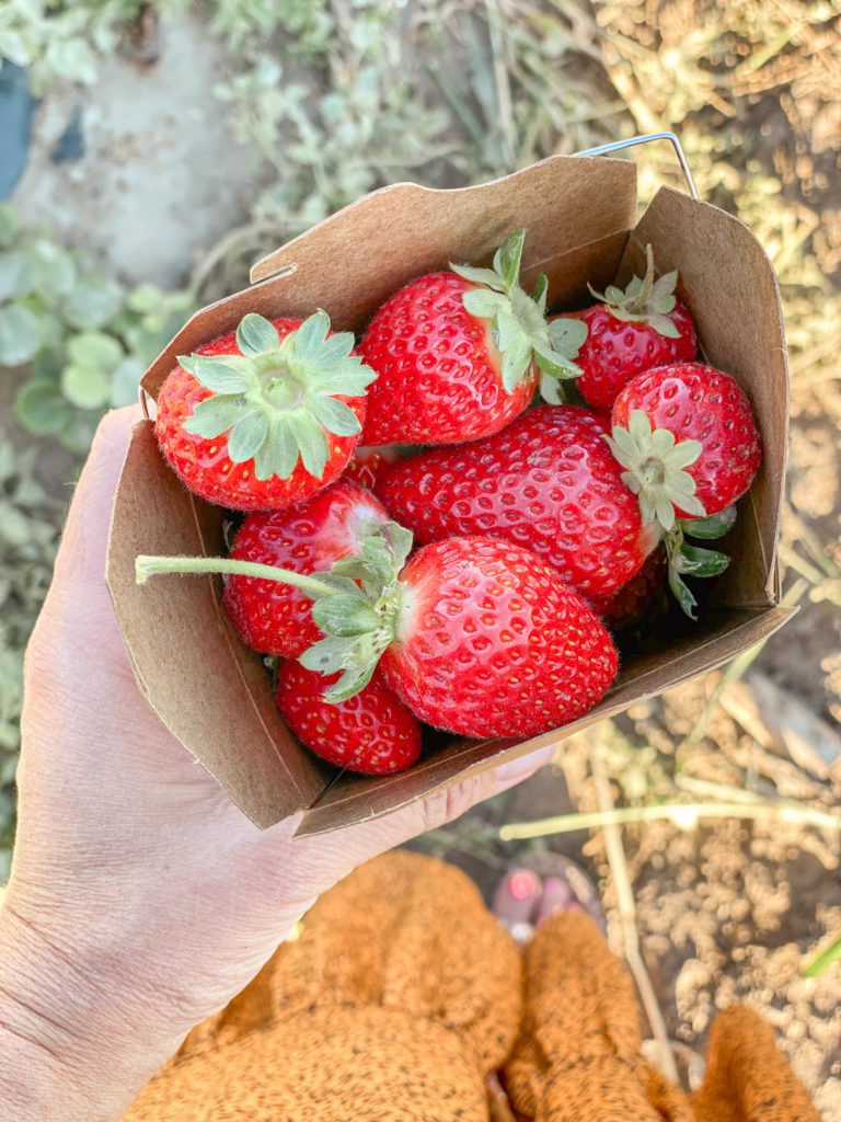 Fresh strawberries from Covert Farms Family Estate 