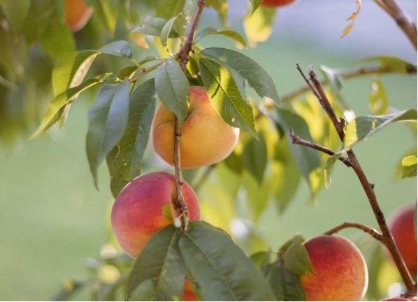 Peaches on a tree