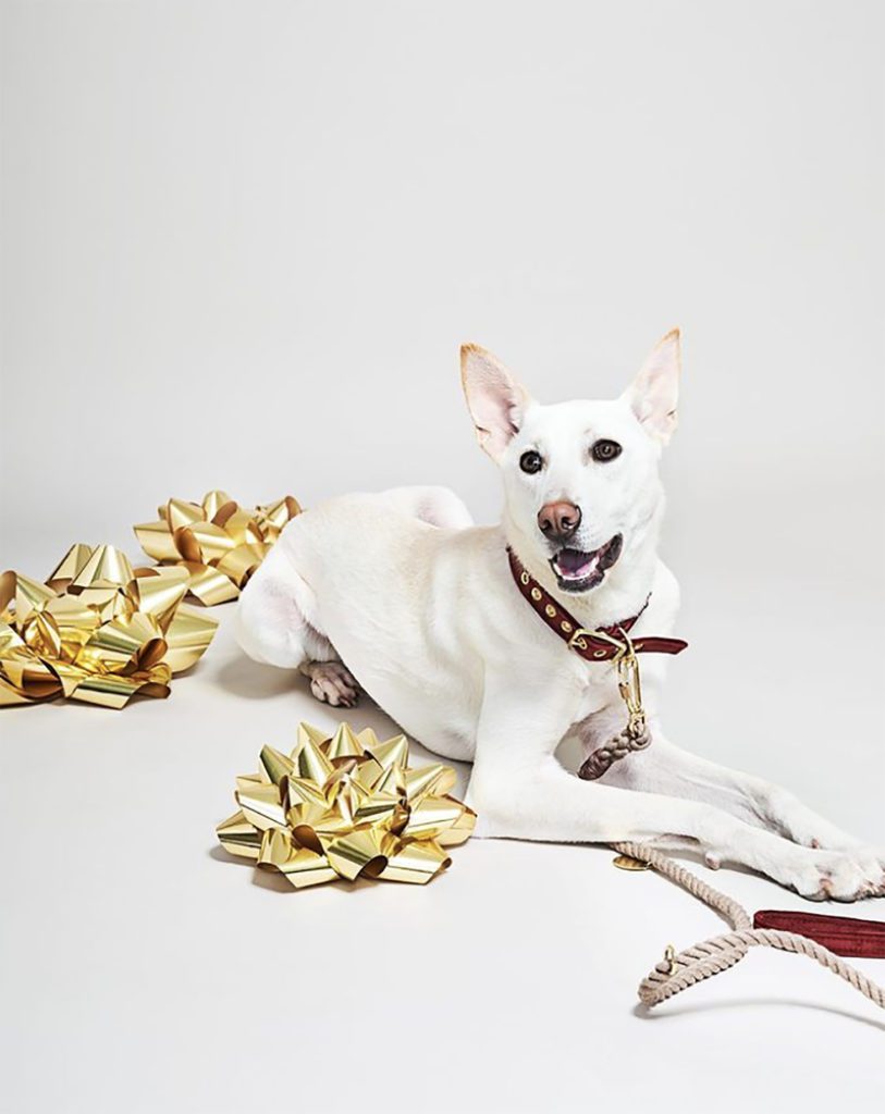 Gifts that help rescue animals find forever homes! 