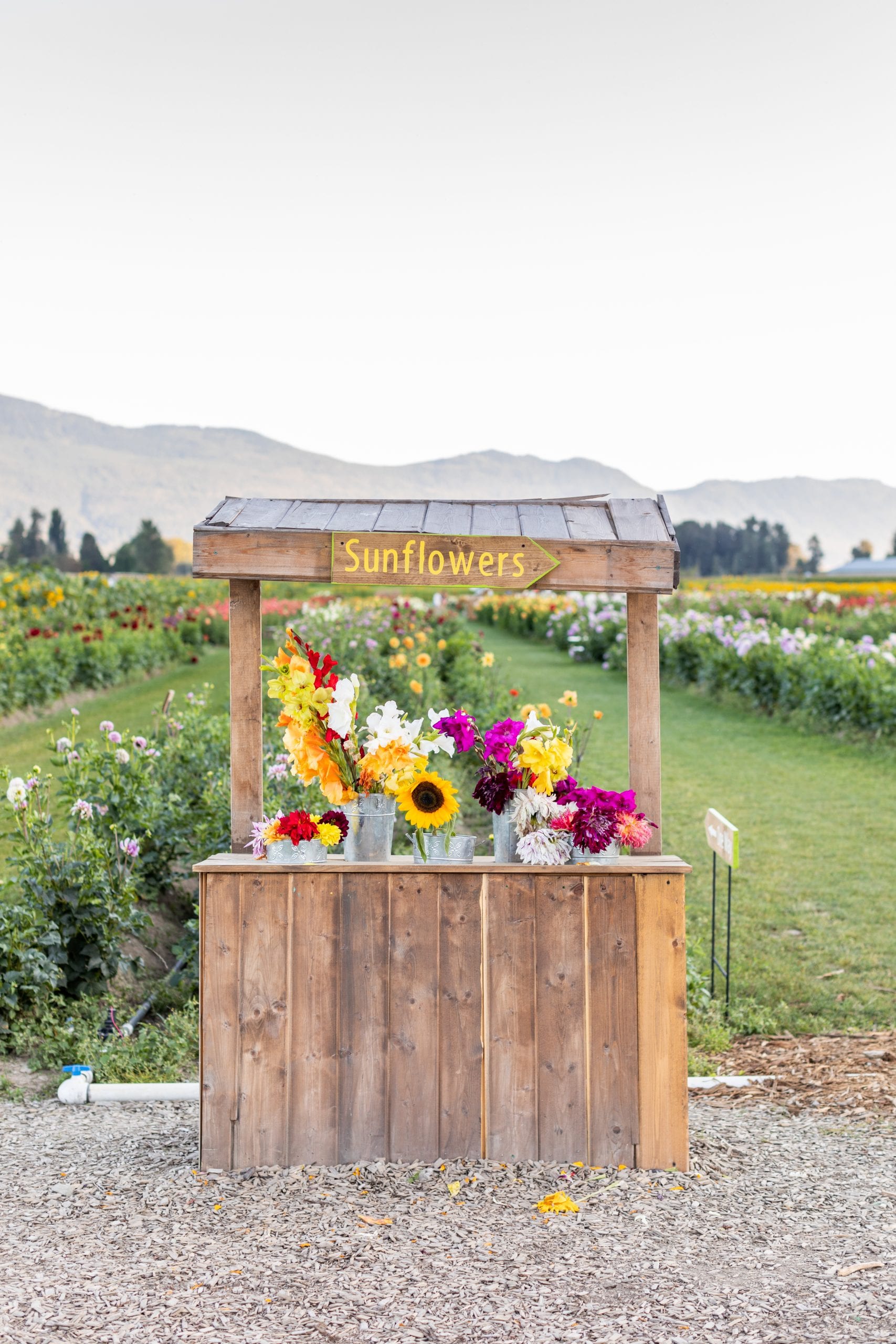 Jillian Harris is now offering Stock Photo Imagery through The Jilly Academy Campus Store such as this  image of a floral stand at a flower farm. 