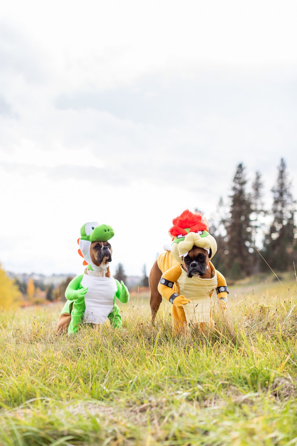 Super Mario Themed Dog Costumes