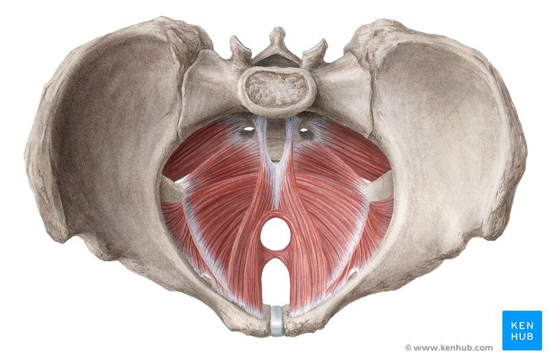5 Tips for Maintaining a Happy and Healthy Pelvic Floor
