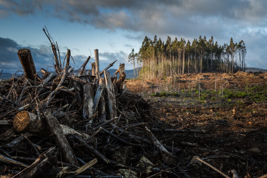 Pile of wood in a clear cut from logging