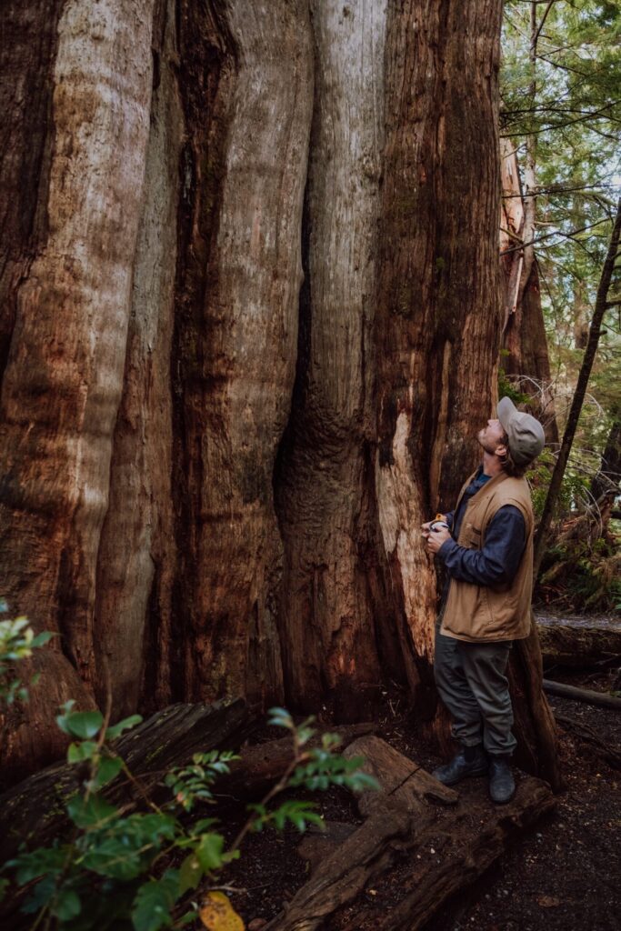 Ross Reid looking at old growth tree