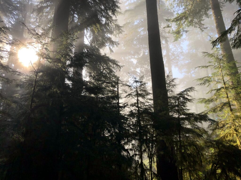 Sun coming through the trees in a forest