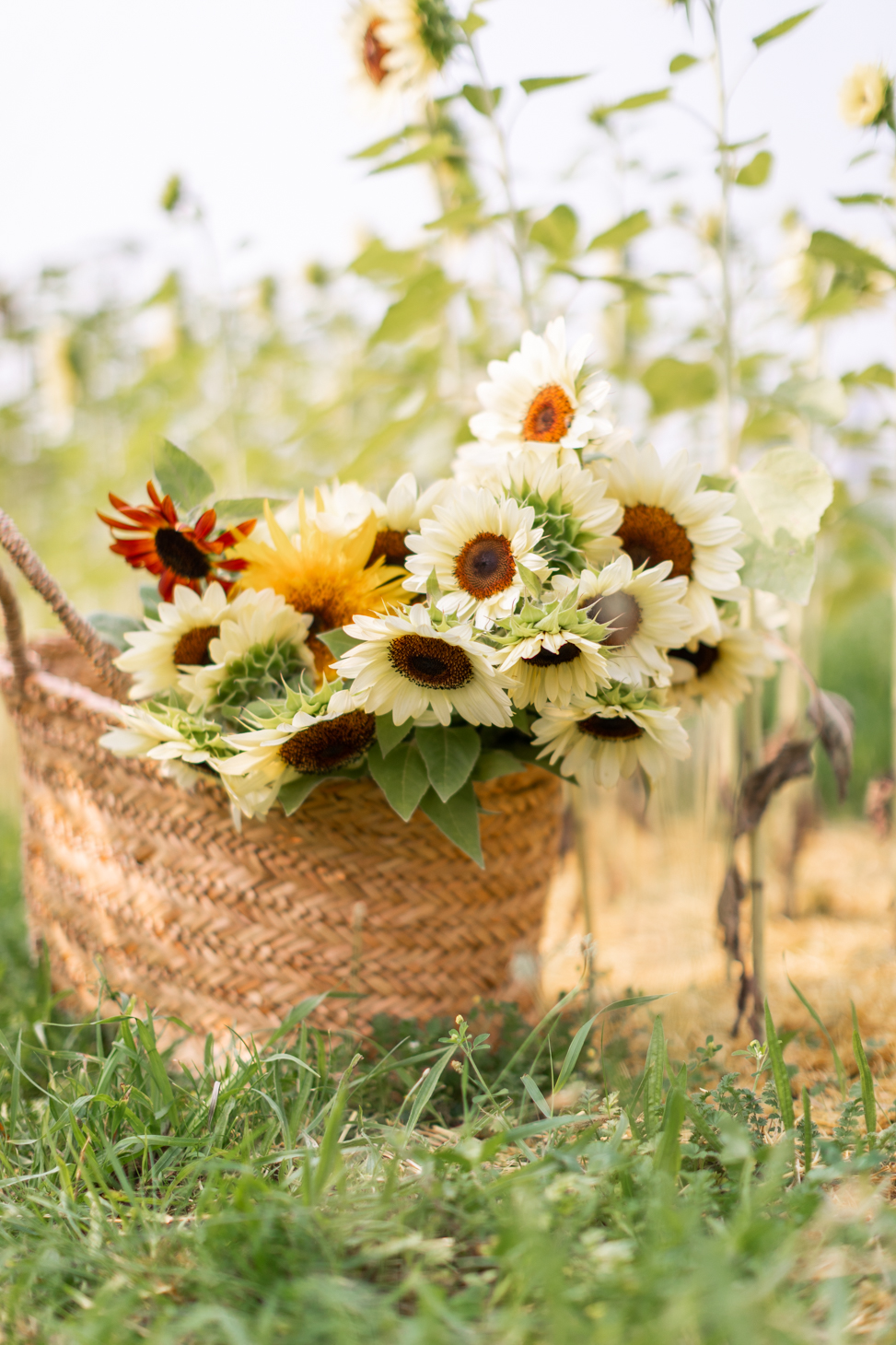 A close up of yellow flower bouquet in a straw basket on the land that Academy and the Farm will take place.