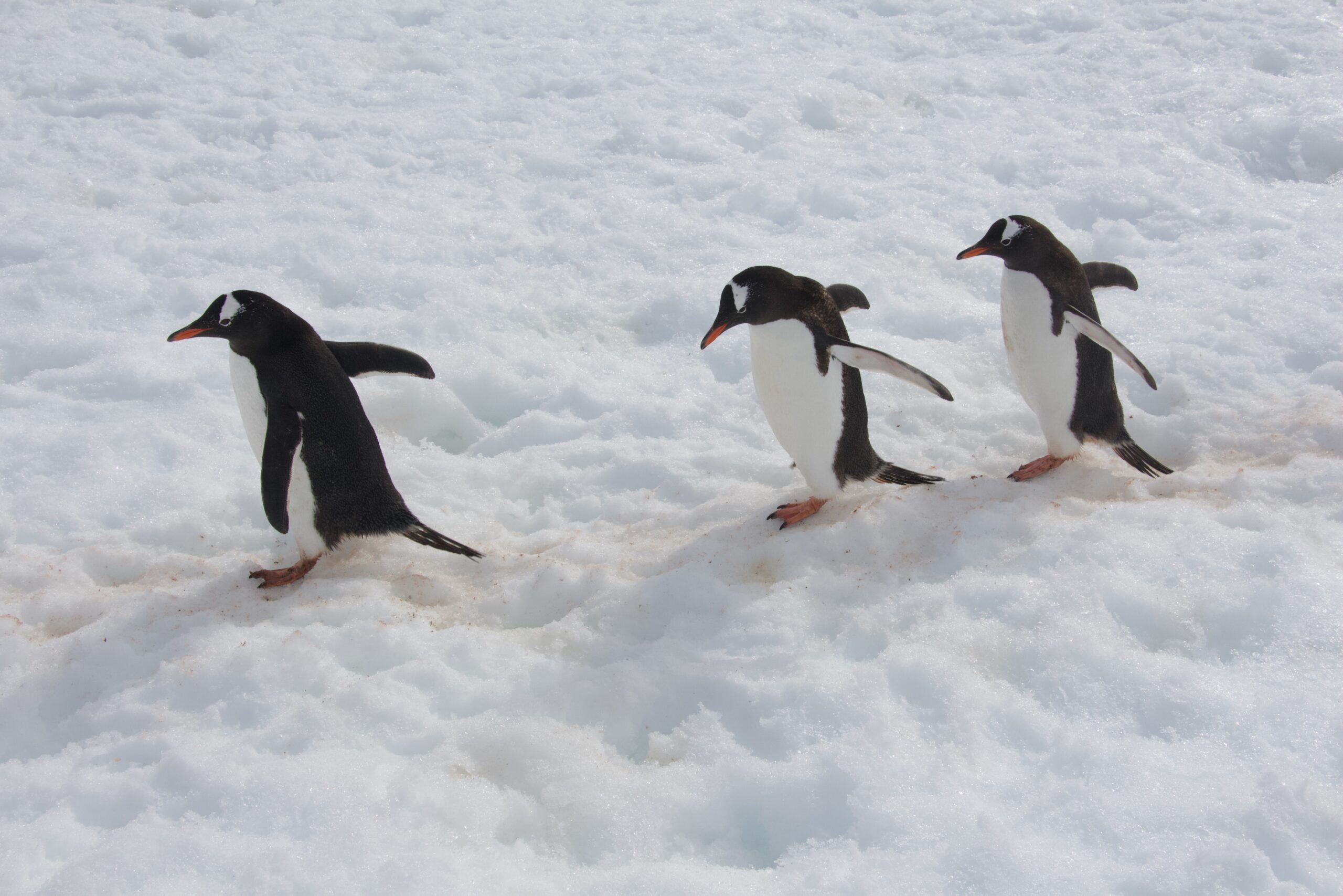 Jillian Harris blog feature penguins in Antarctica