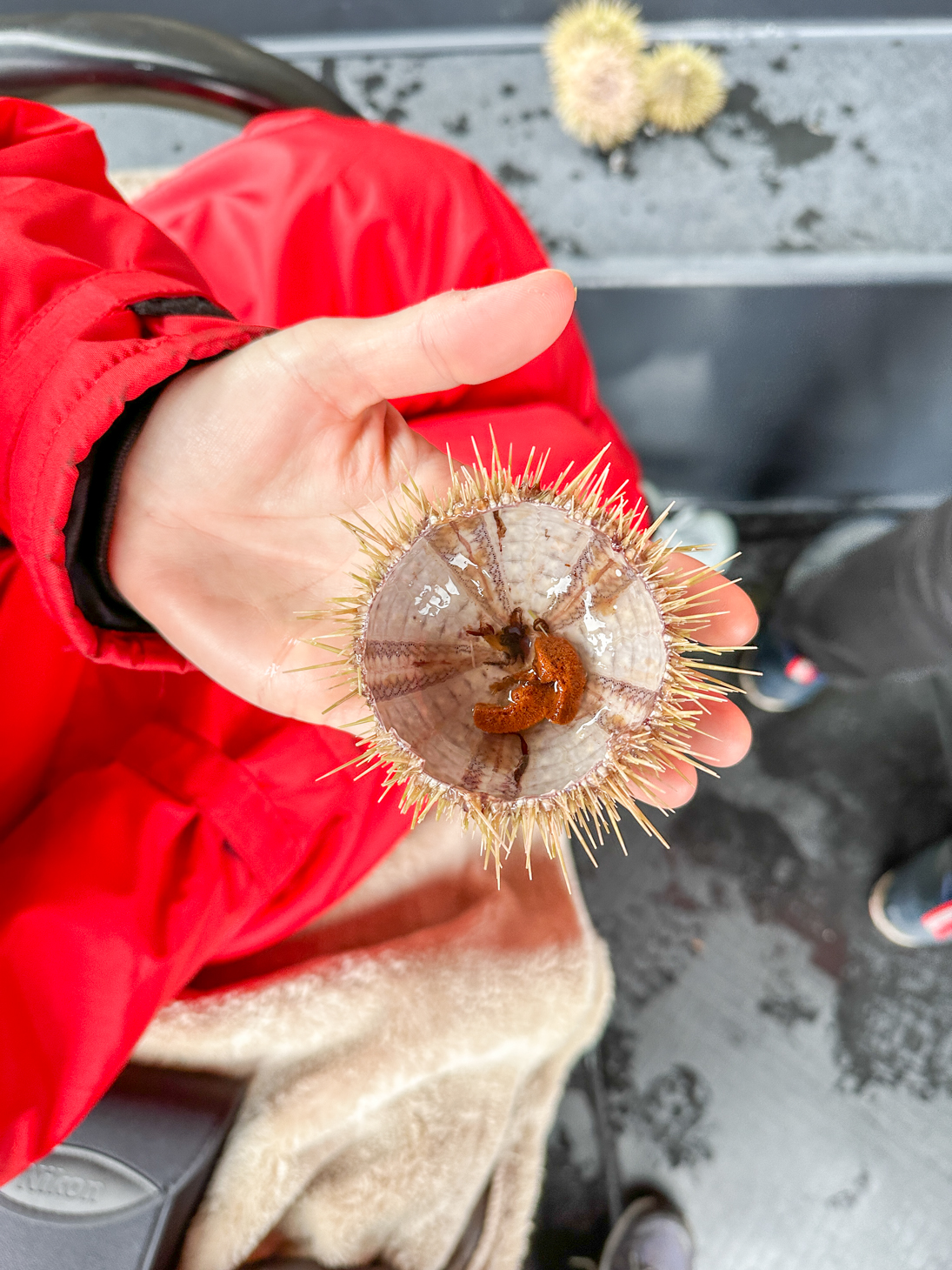 Shay Merritt holding sea urchins 