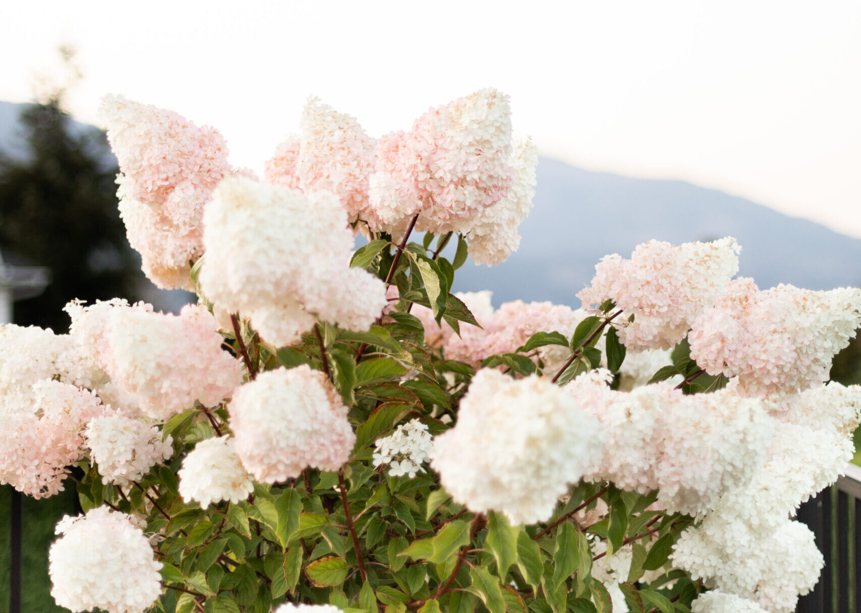 Hydrangea flowers