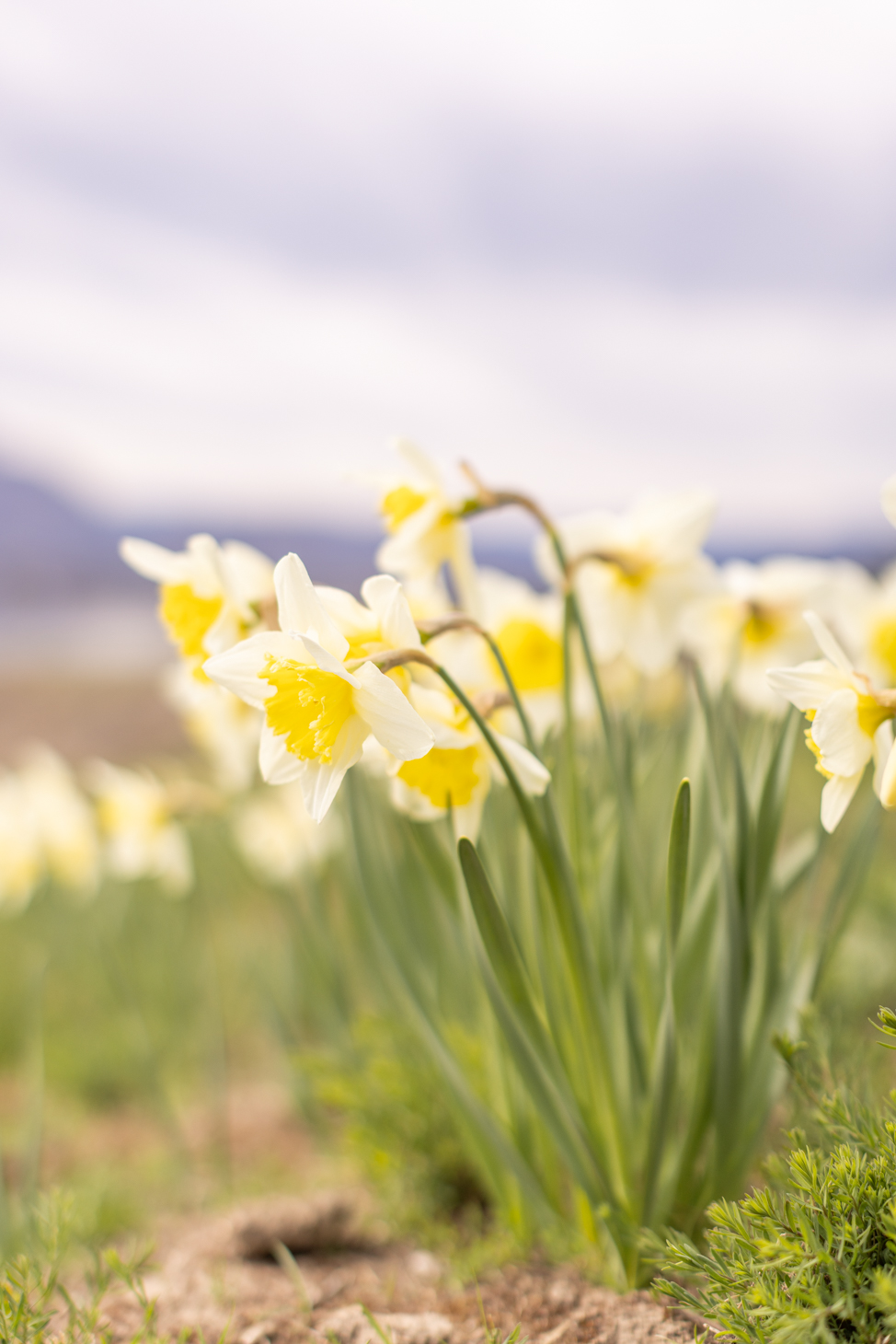 Daffodils