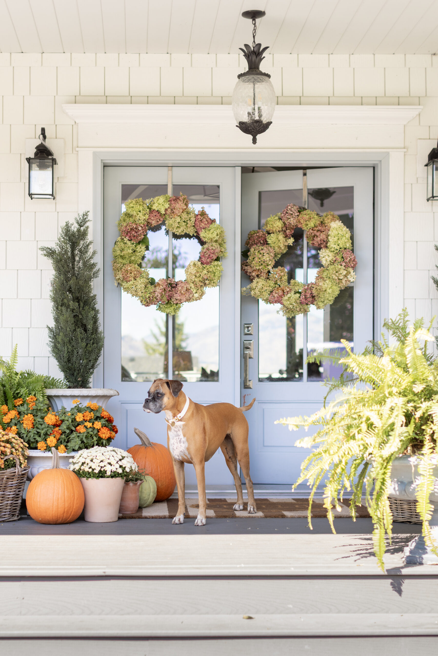 Jillian Harris' dog Peaches standing on the front porch